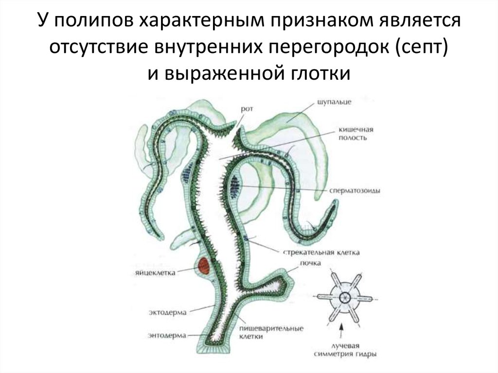 У полипов характерным признаком является отсутствие внутренних перегородок (септ) и выраженной глотки