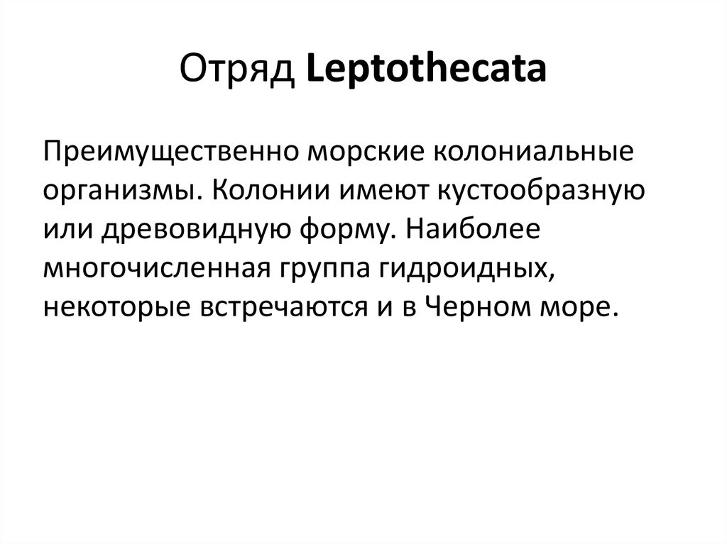 Отряд Leptothecata