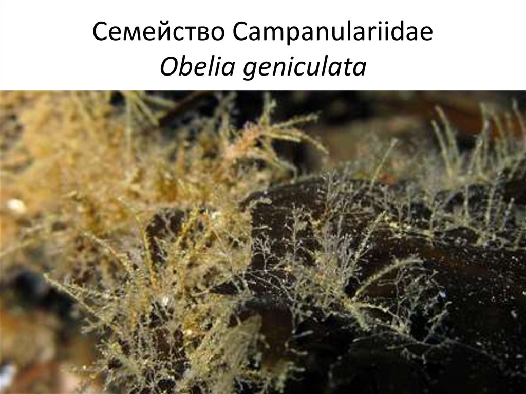Семейство Campanulariidae Obelia geniculata
