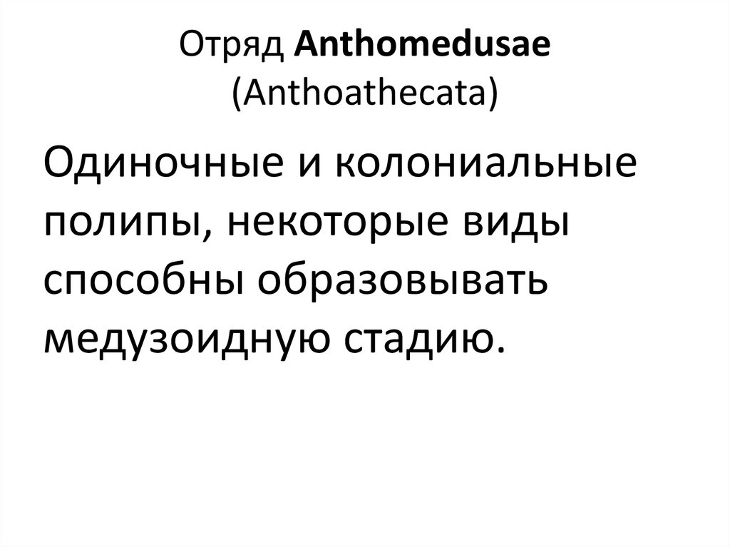 Отряд Anthomedusae (Anthoathecata)
