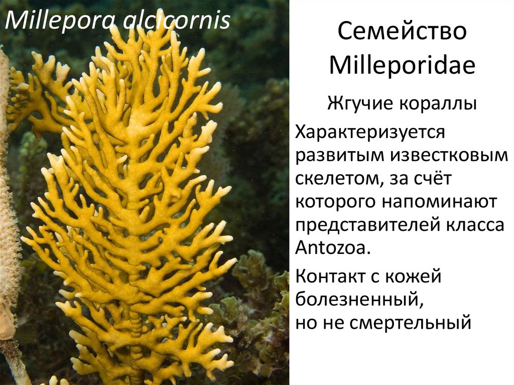 Семейство Milleporidae