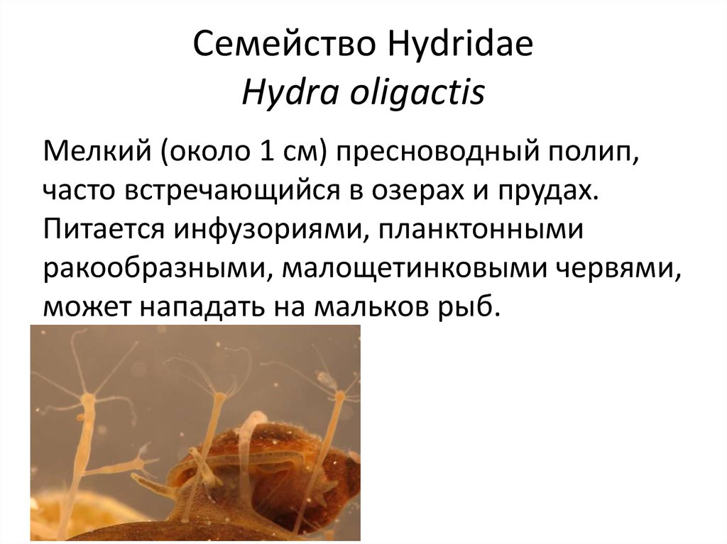 Семейство Hydridae Hydra oligactis