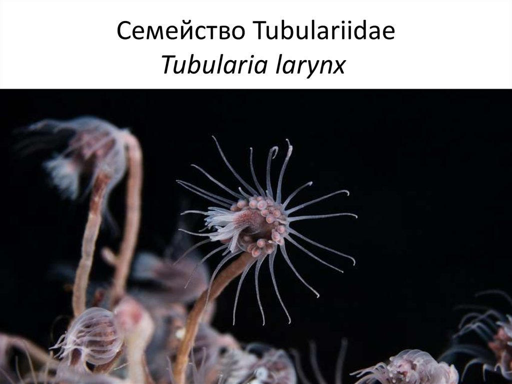 Семейство Tubulariidae Tubularia larynx 