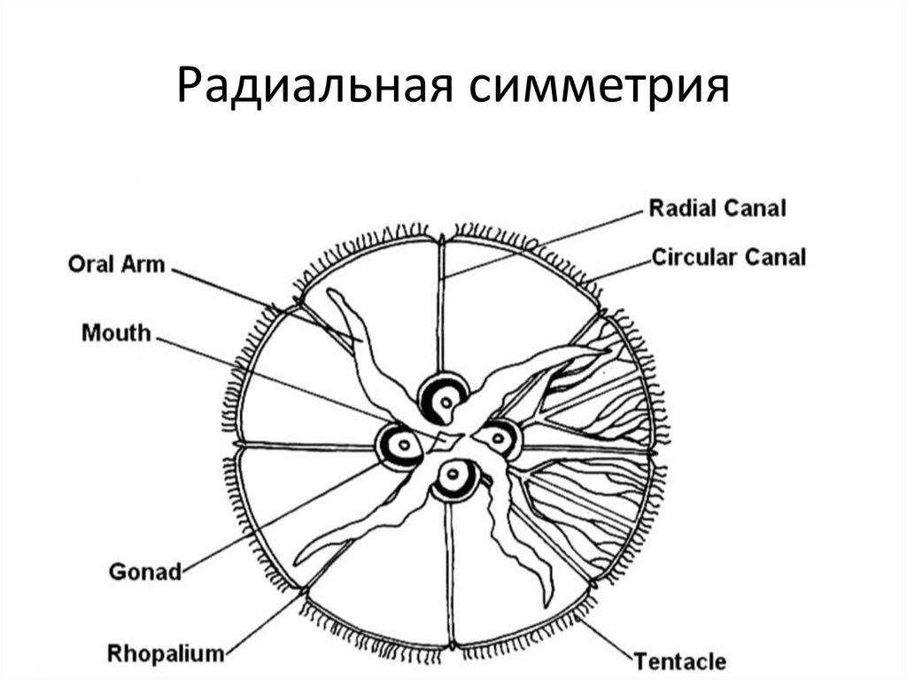 Осевой радиальный. Радиолярная симметрия. Радиальная симметрия. Simetria Radial. Радиальный Тип симметрии.