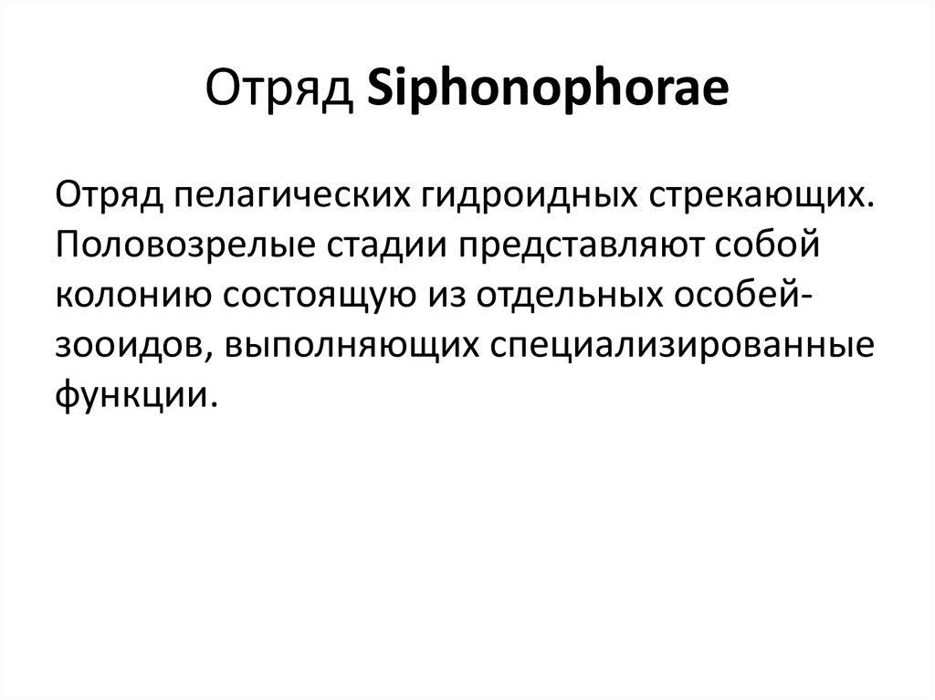Отряд Siphonophorae