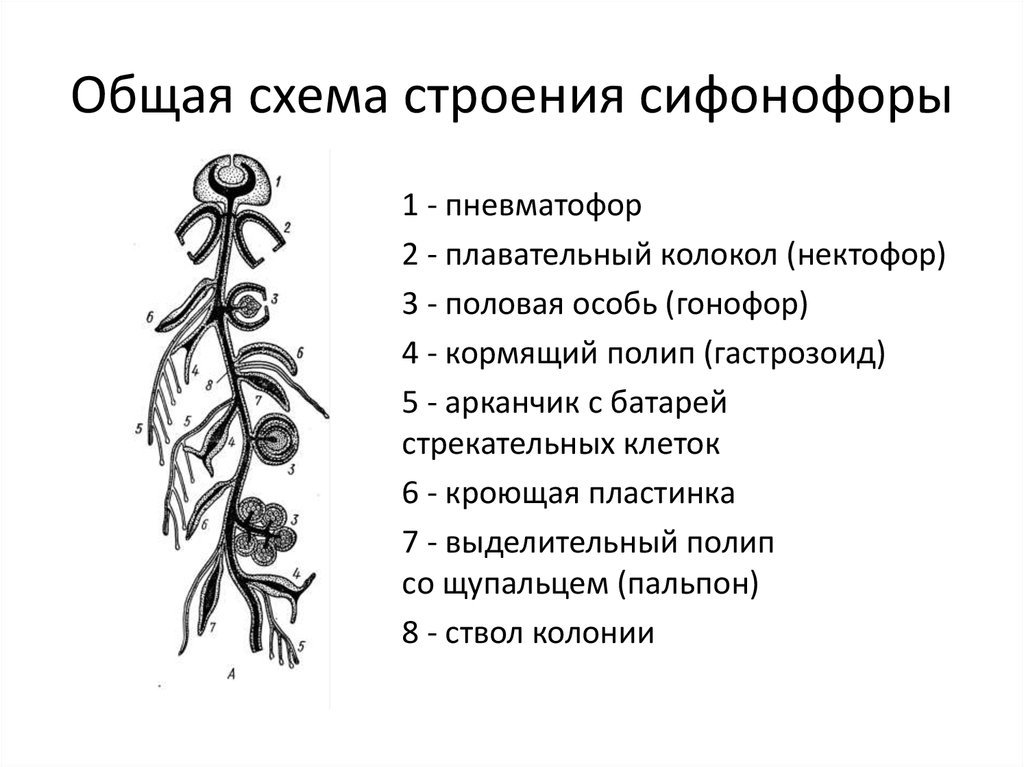 Общая схема строения. Общая схема строения. Жизненный цикл сифонофор. Строение биологических мембран. Отделы головного мозга на сагиттальном разрезе.