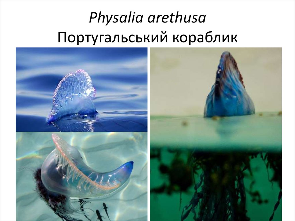Physalia arethusa Португальський кораблик