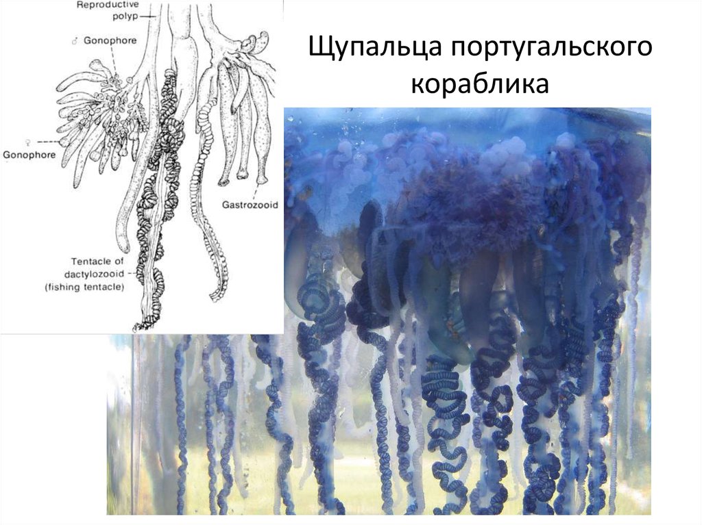 Щупальца португальского кораблика