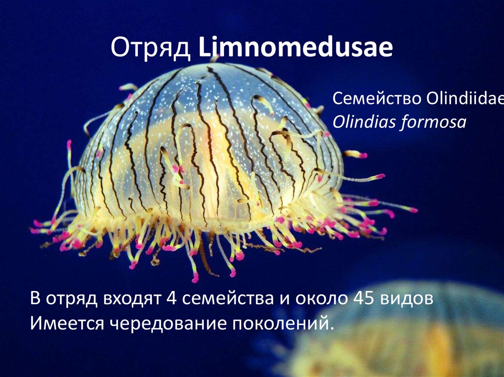 Отряд Limnomedusae