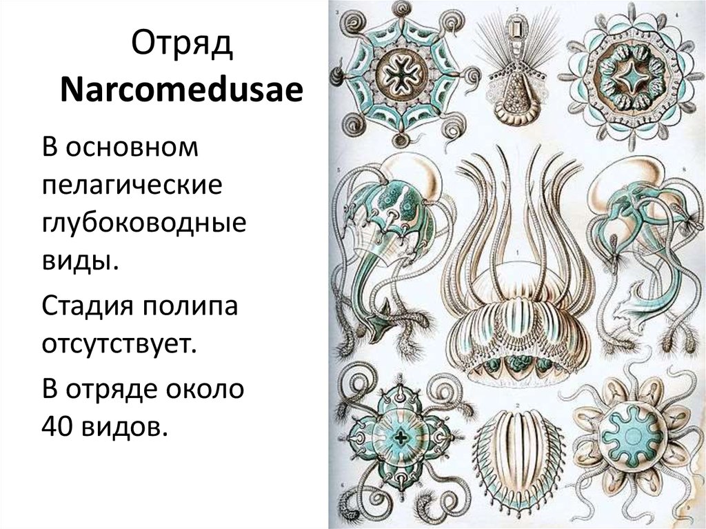 Отряд Narcomedusae