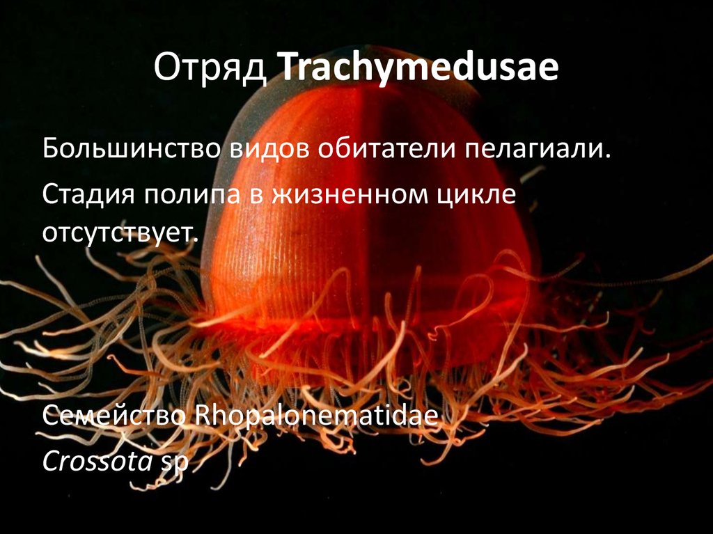 Отряд Trachymedusae