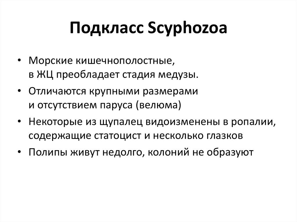Подкласс Scyphozoa