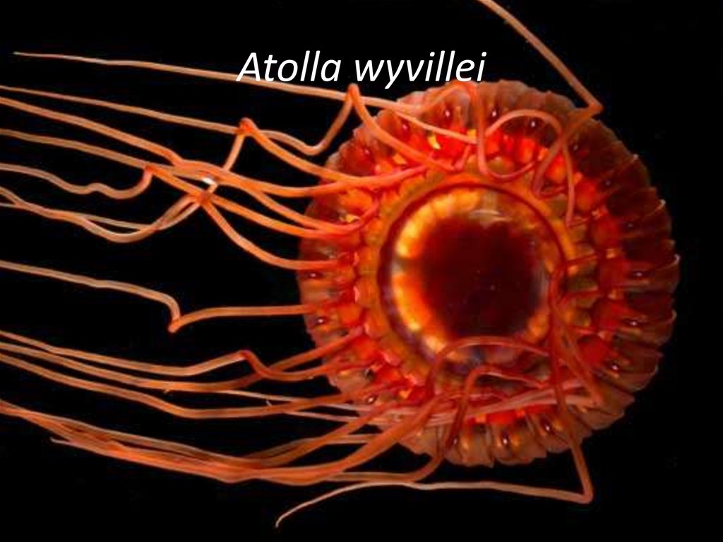 Atolla wyvillei