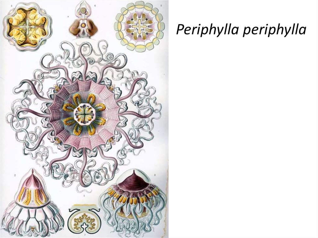 Periphylla periphylla