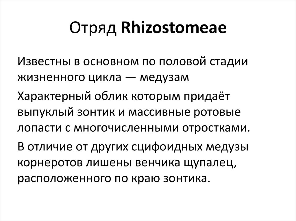 Отряд Rhizostomeae