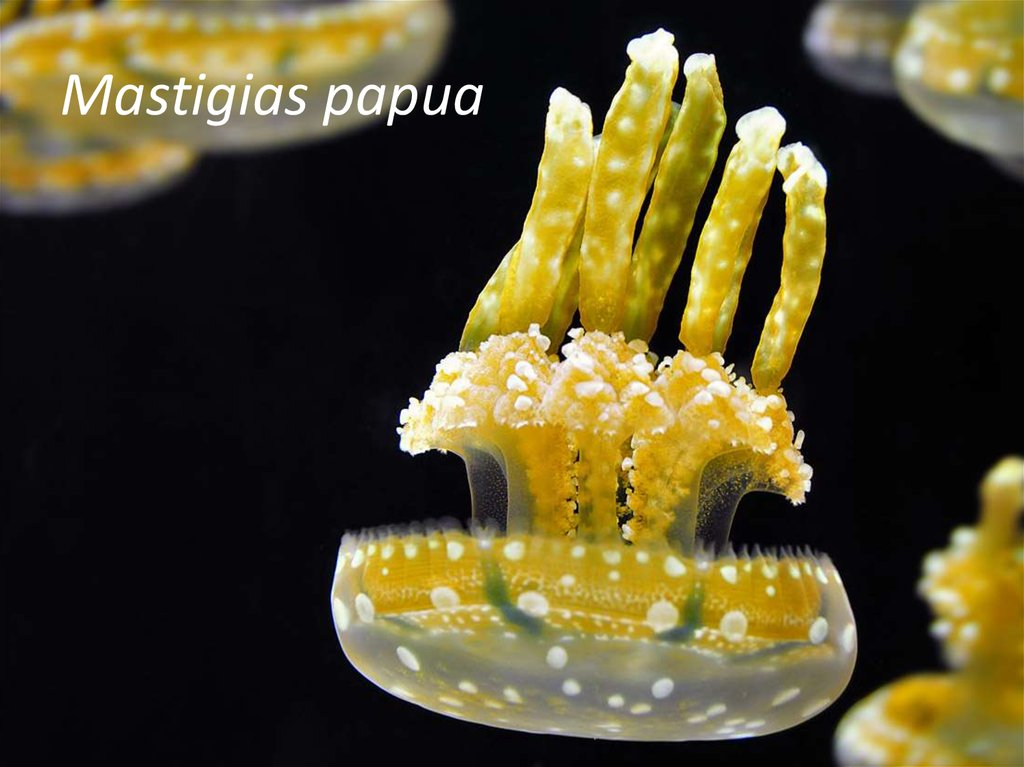Mastigias papua