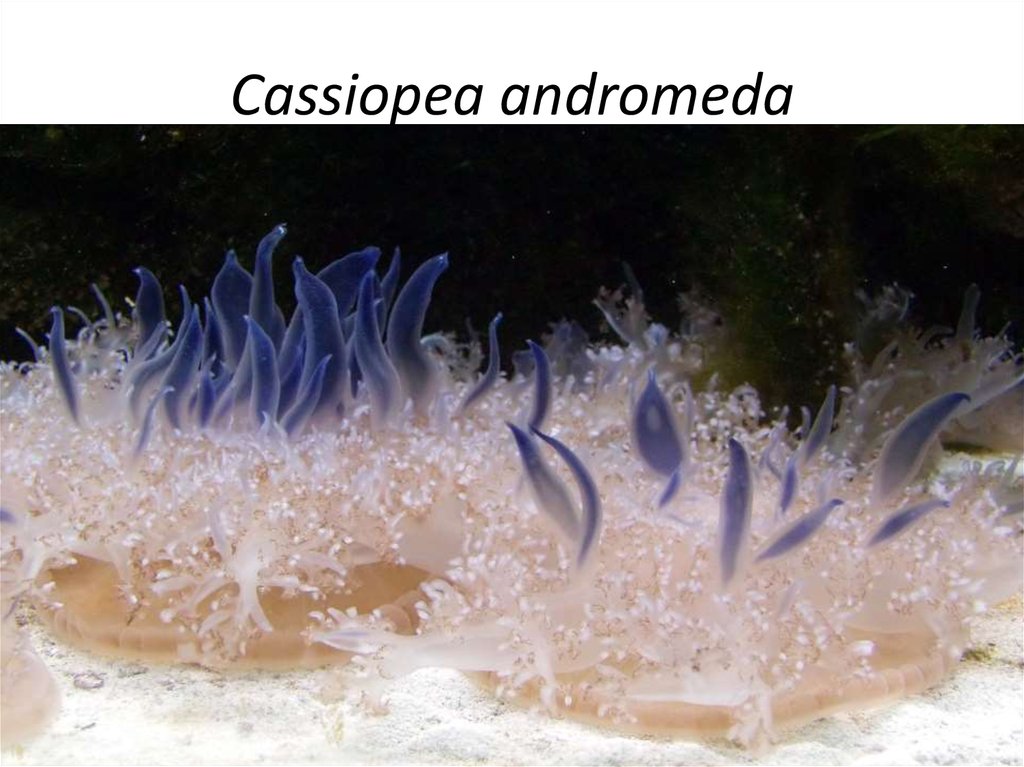 Cassiopea andromeda