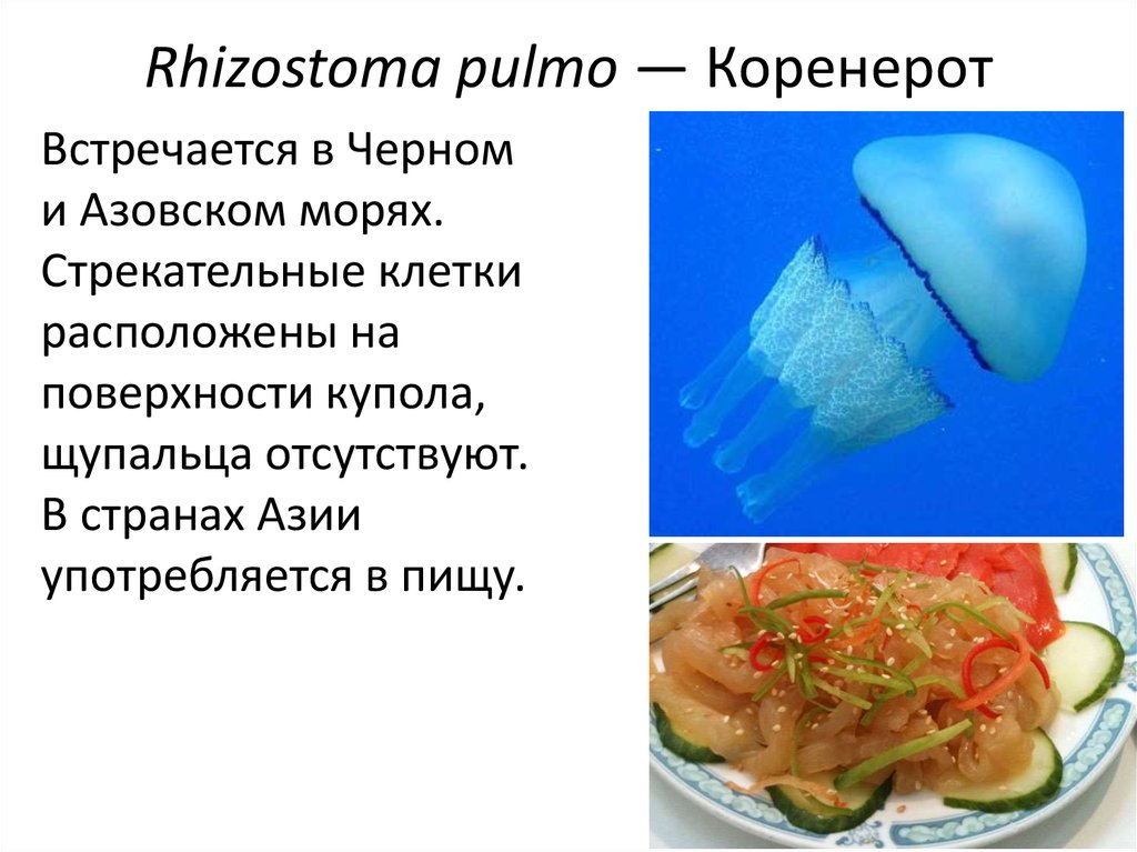 Rhizostoma pulmo — Коренерот