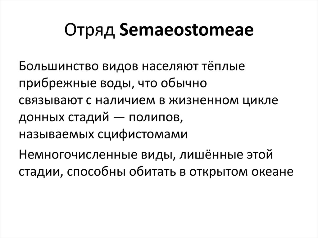 Отряд Semaeostomeae