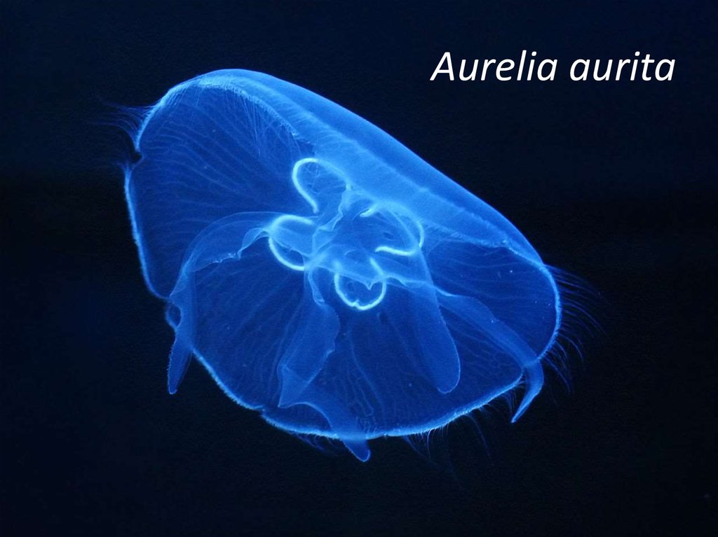 Aurelia aurita