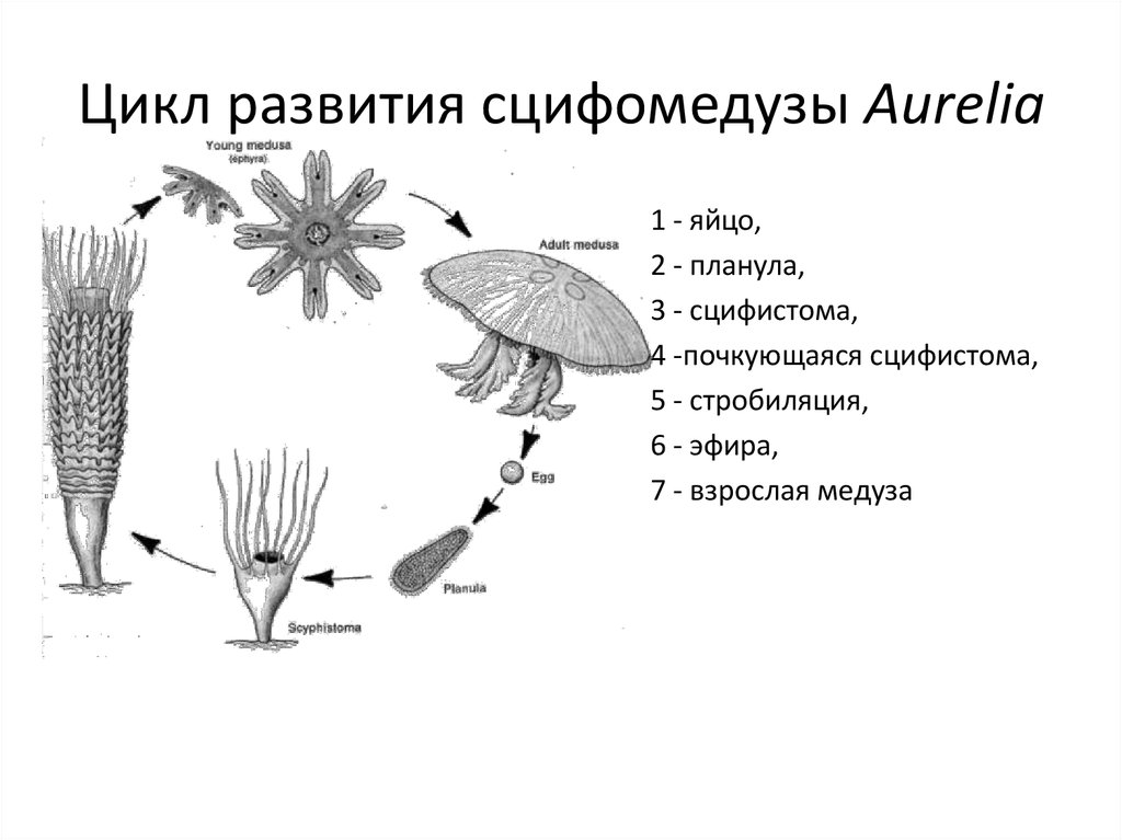 Стадия жизненного цикла медузы. Жизненный цикл медузы Аурелии. Схема размножения сцифоидных. Цикл развития сцифоидной медузы. Жизненный цикл сцифоидной медузы Аурелии.