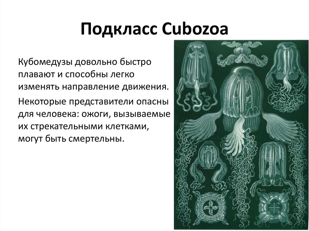 Подкласс Cubozoa