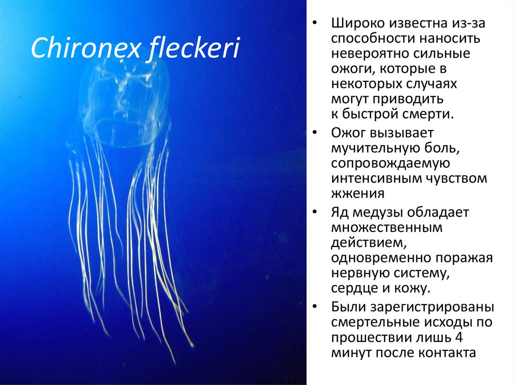 Chironex fleckeri