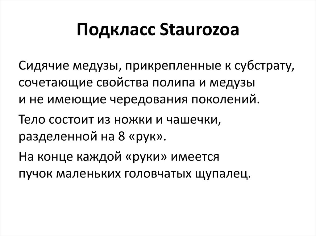 Подкласс Staurozoa