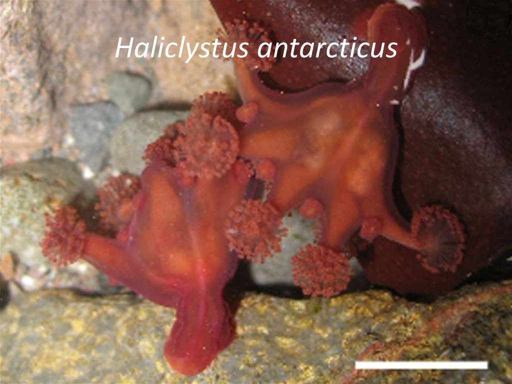 Haliclystus antarcticus