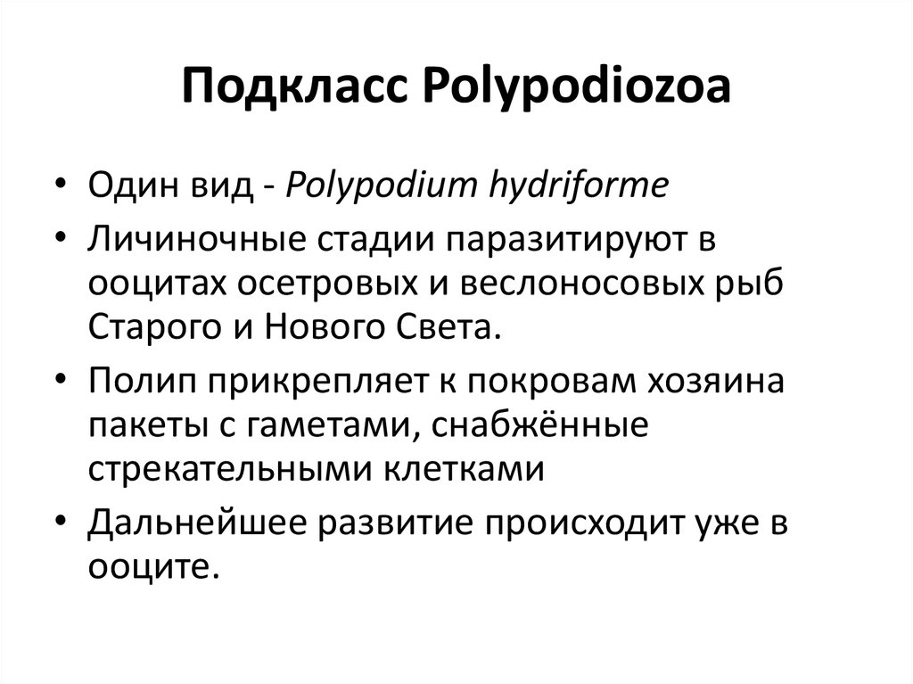 Подкласс Polypodiozoa