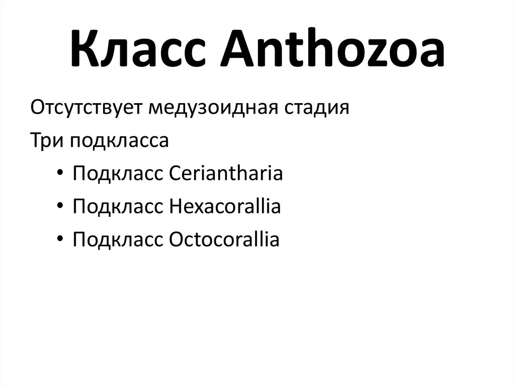 Класс Anthozoa