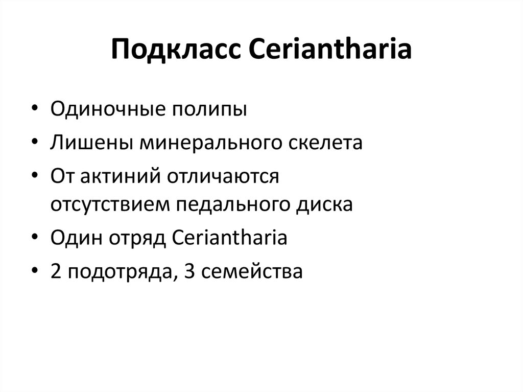 Подкласс Ceriantharia