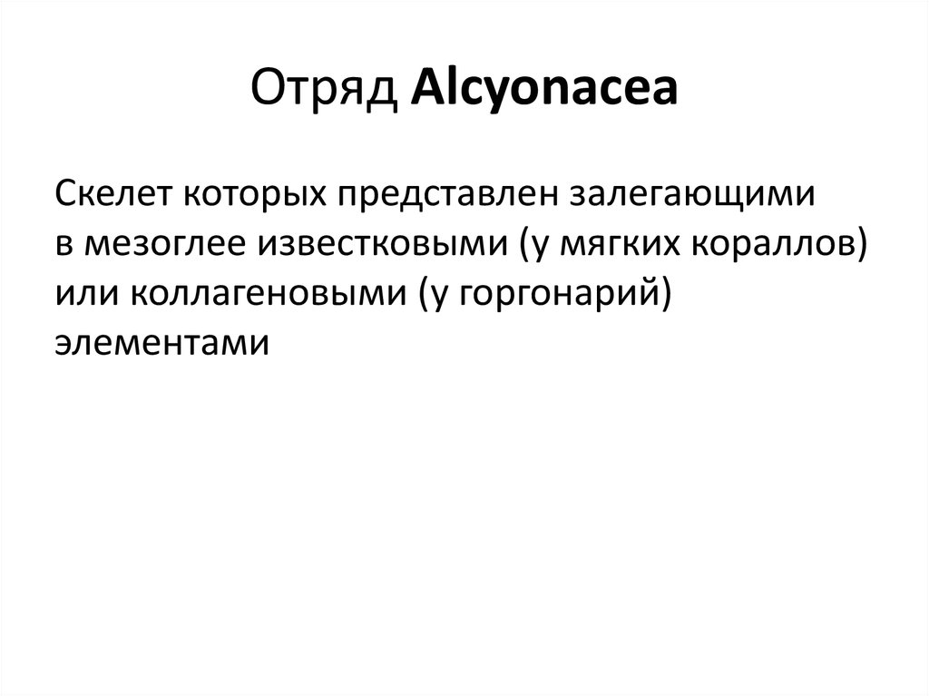 Отряд Alcyonacea