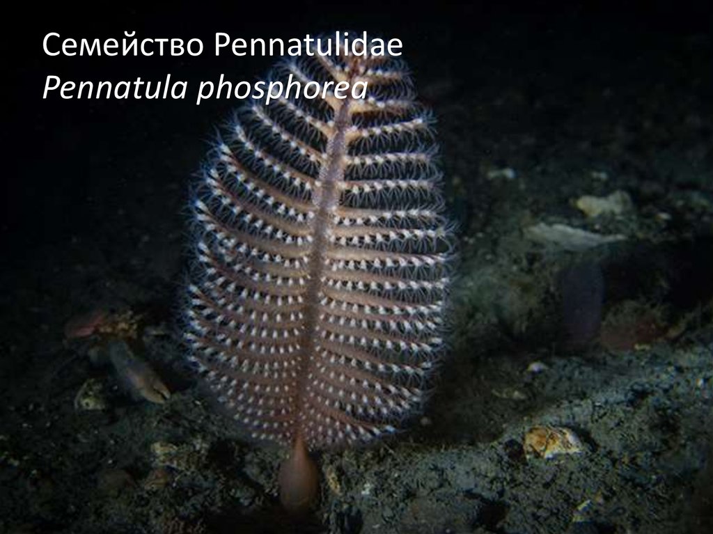 Семейство Pennatulidae Pennatula phosphorea