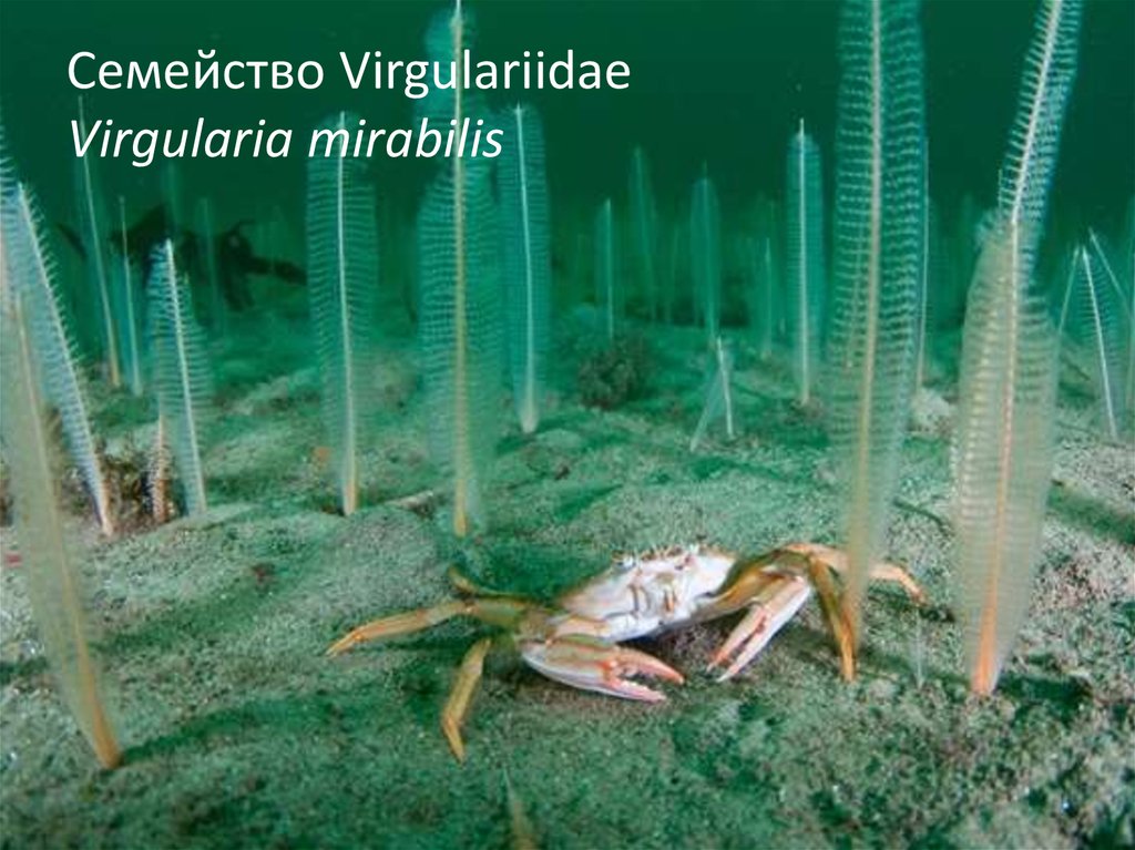 Семейство Virgulariidae Virgularia mirabilis
