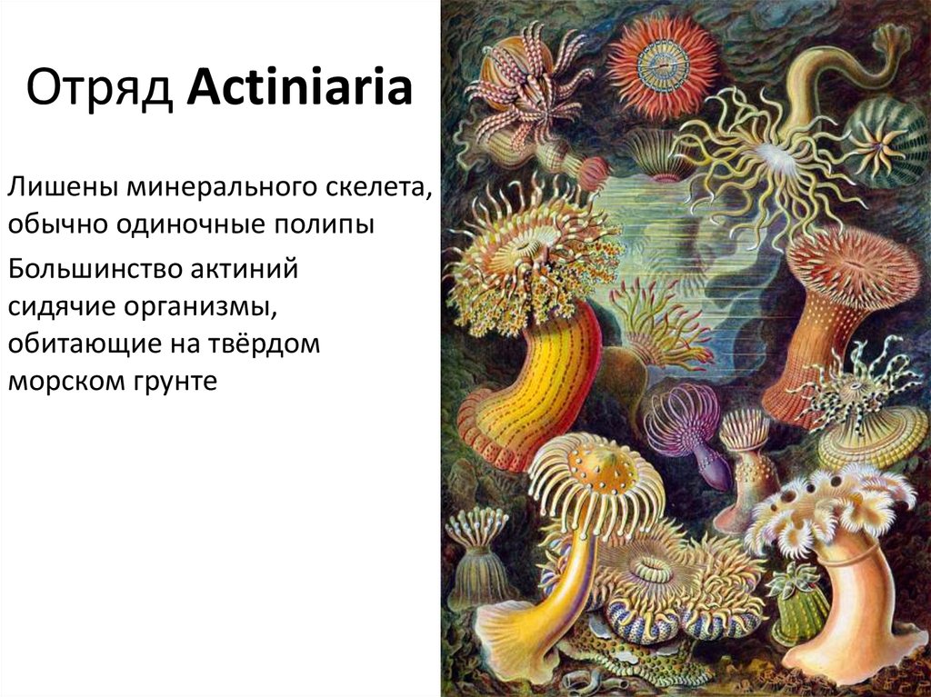 Отряд Actiniaria