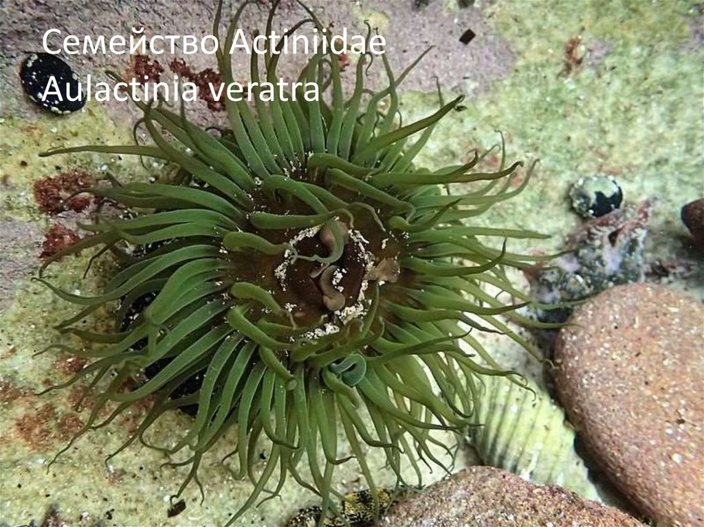 Семейство Actiniidae Aulactinia veratra