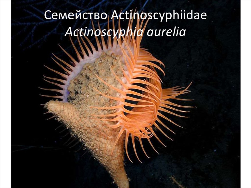 Семейство Actinoscyphiidae Actinoscyphia aurelia