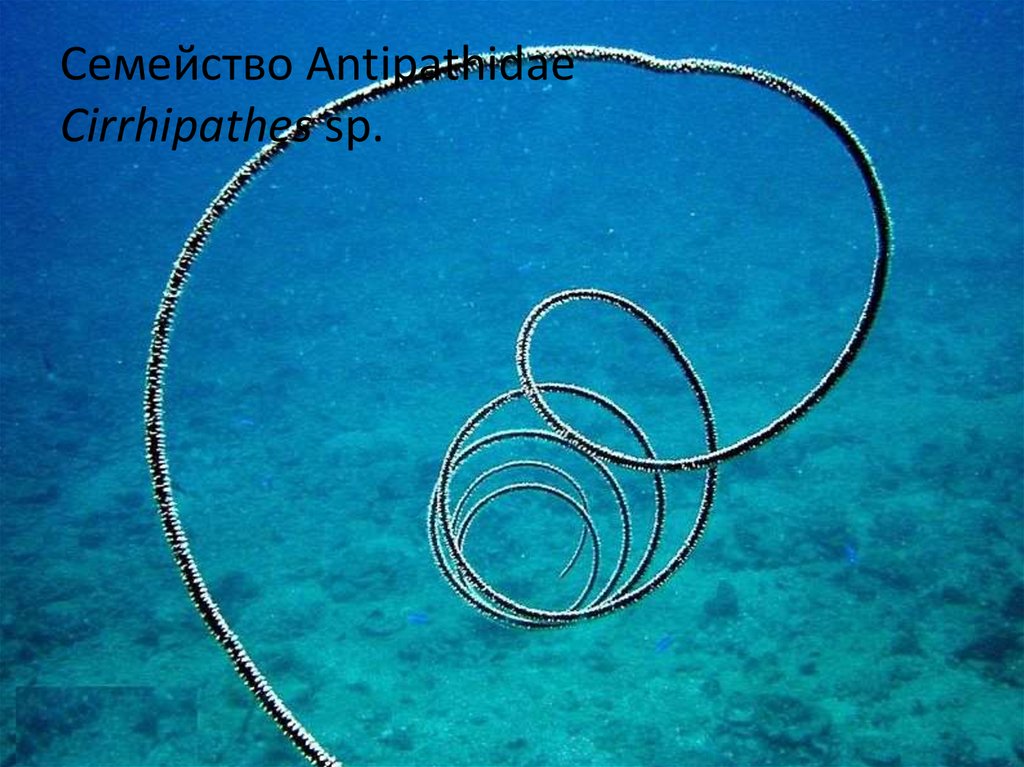 Семейство Antipathidae Cirrhipathes sp.