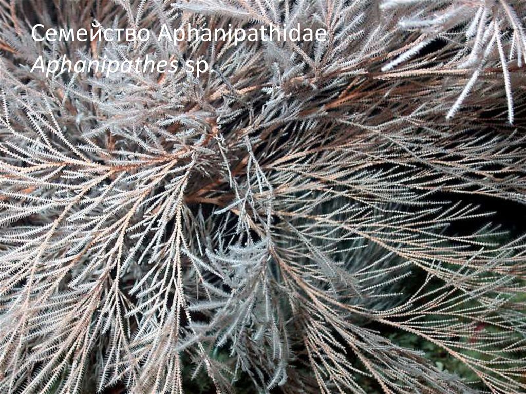 Семейство Aphanipathidae Aphanipathes sp.