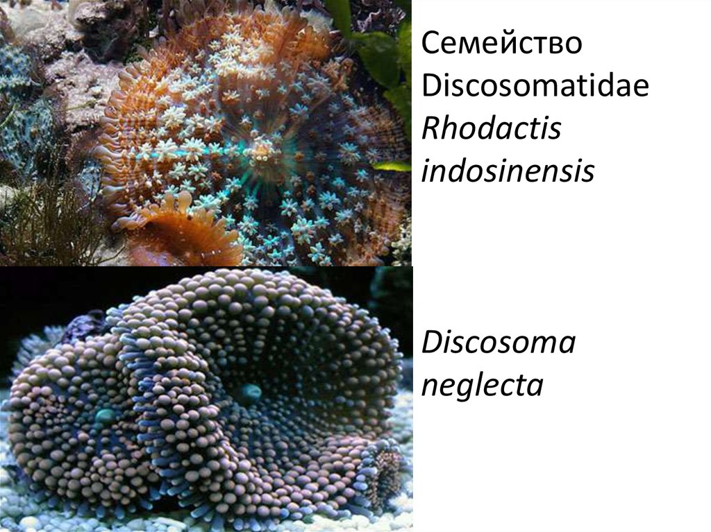 Семейство Discosomatidae Rhodactis indosinensis Discosoma neglecta