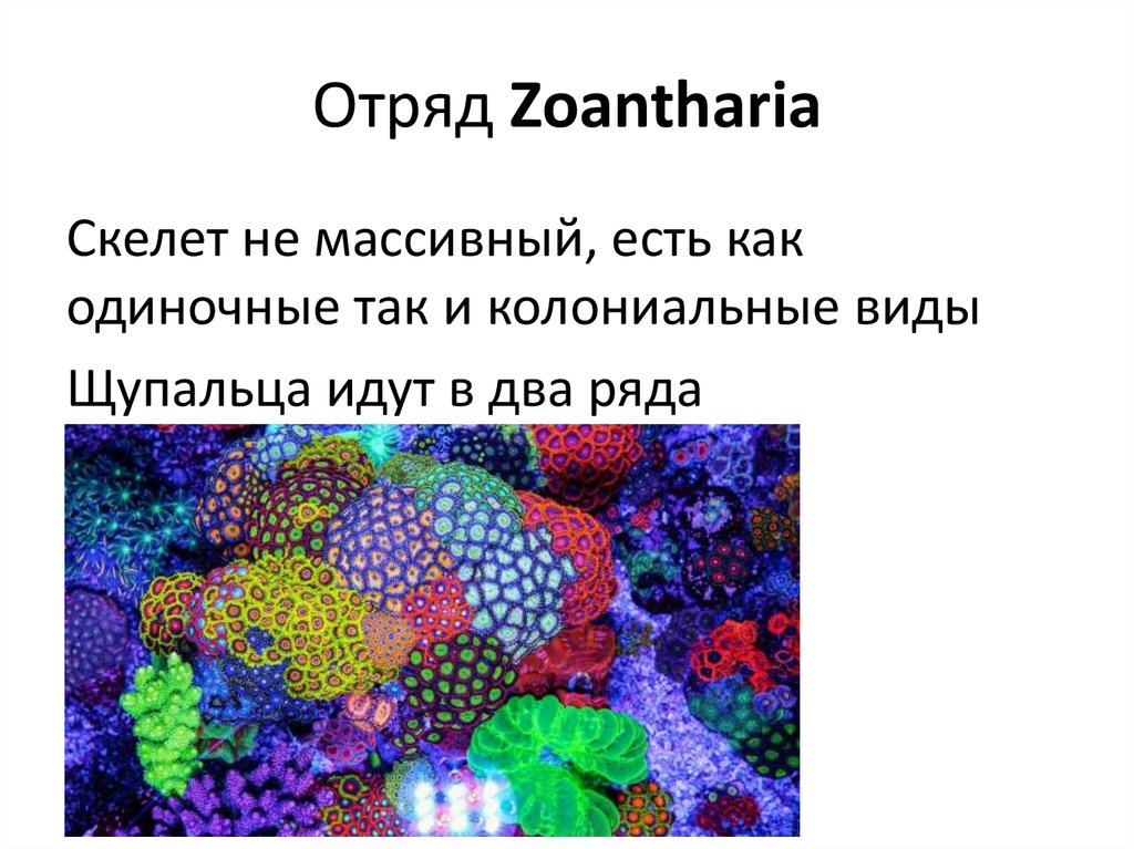 Отряд Zoantharia
