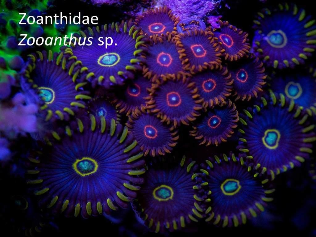 Zoanthidae Zooanthus sp.