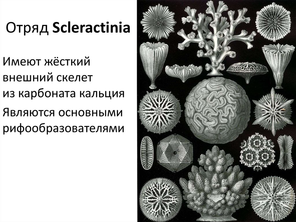 Отряд Scleractinia
