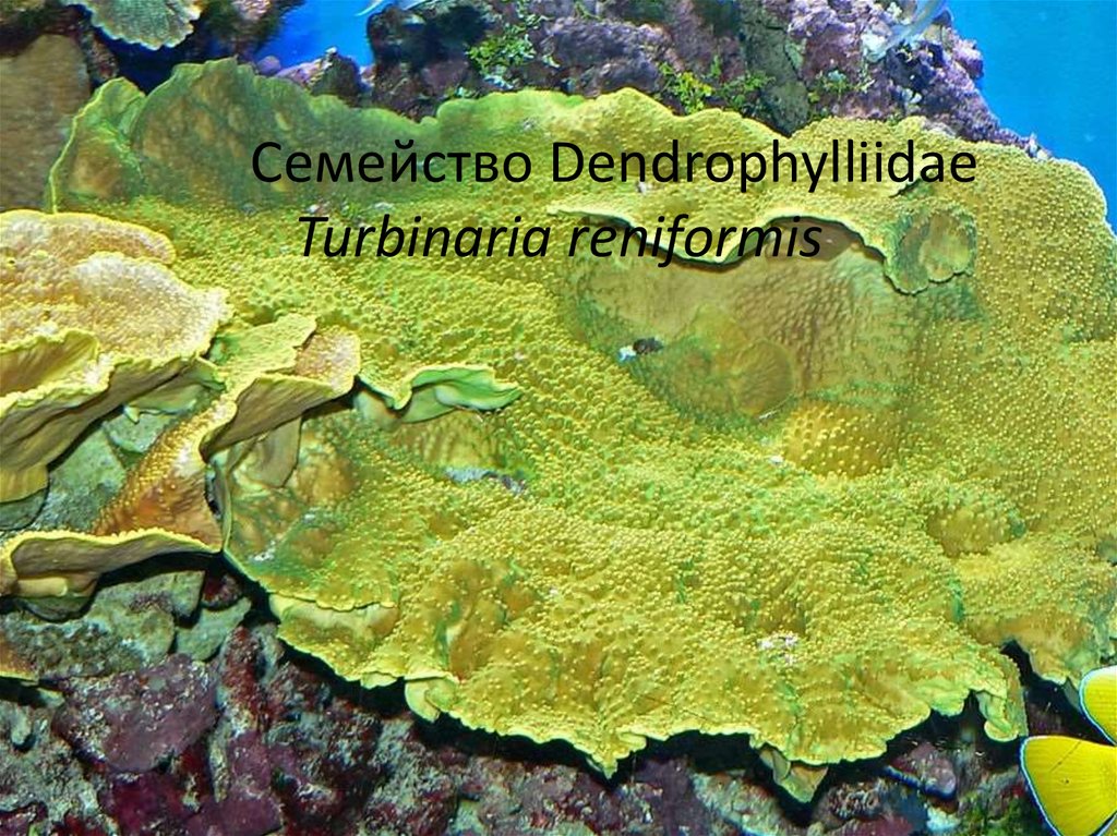 Семейство Dendrophylliidae Turbinaria reniformis