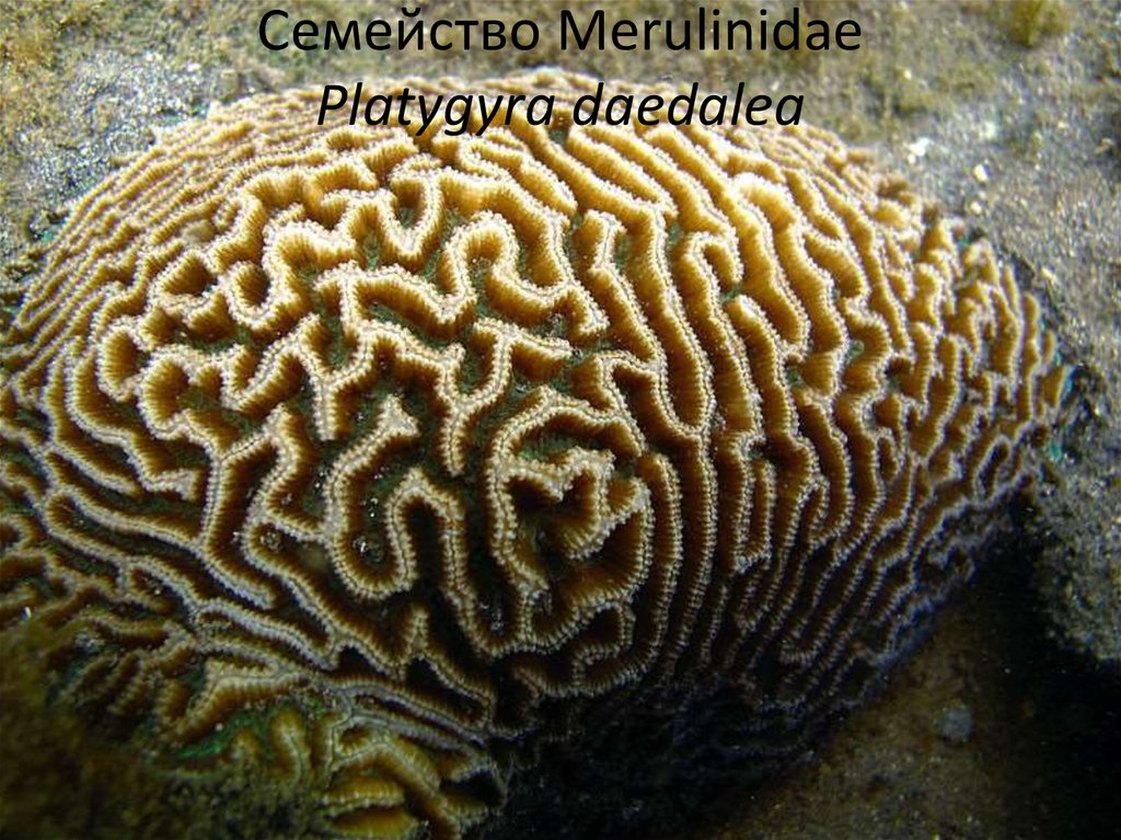 Семейство Merulinidae Platygyra daedalea