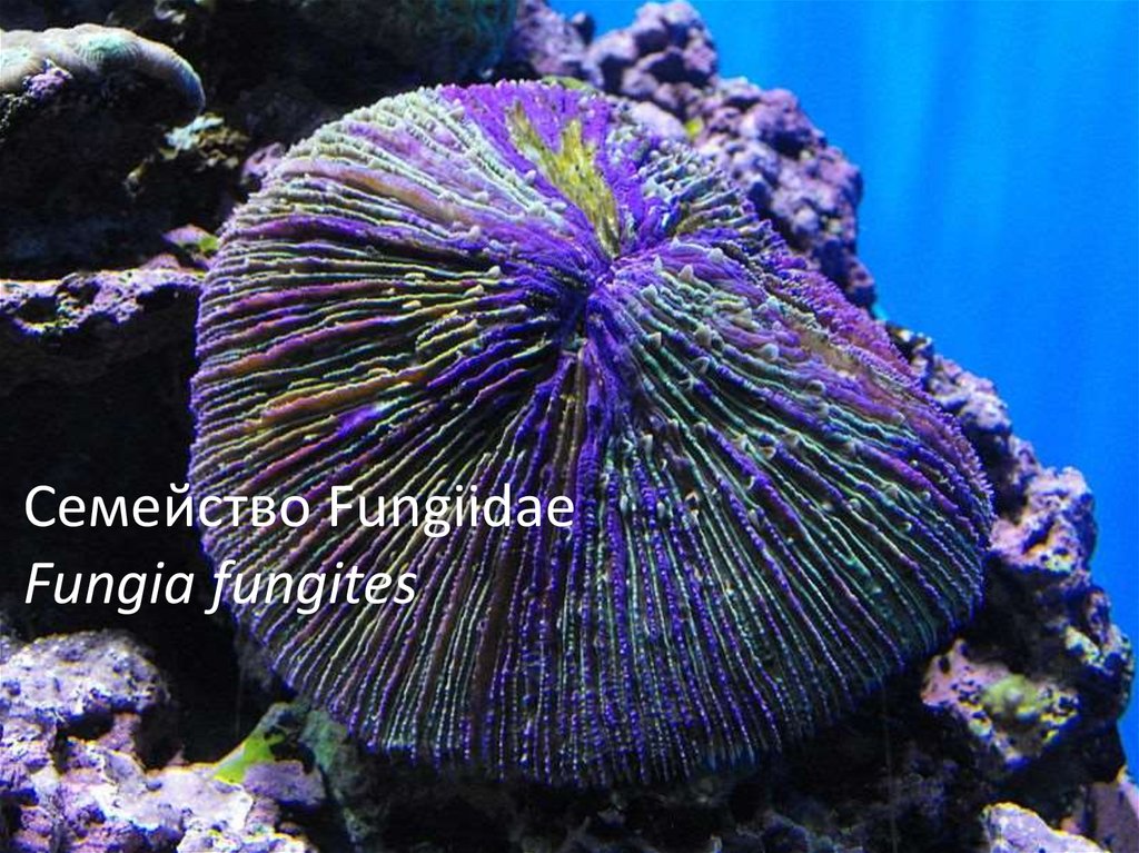 Семейство Fungiidae Fungia fungites