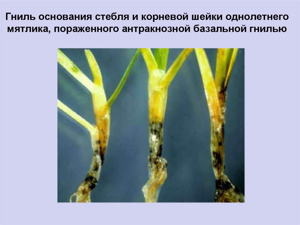 Основание стебля. Традесканция корневая гниль. Базальная гниль стеблей. Корневая и стеблевая гниль. Гниль основания стебля.