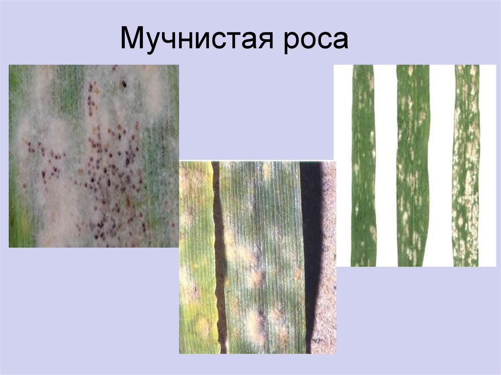 Мучнистая роса на газоне фото