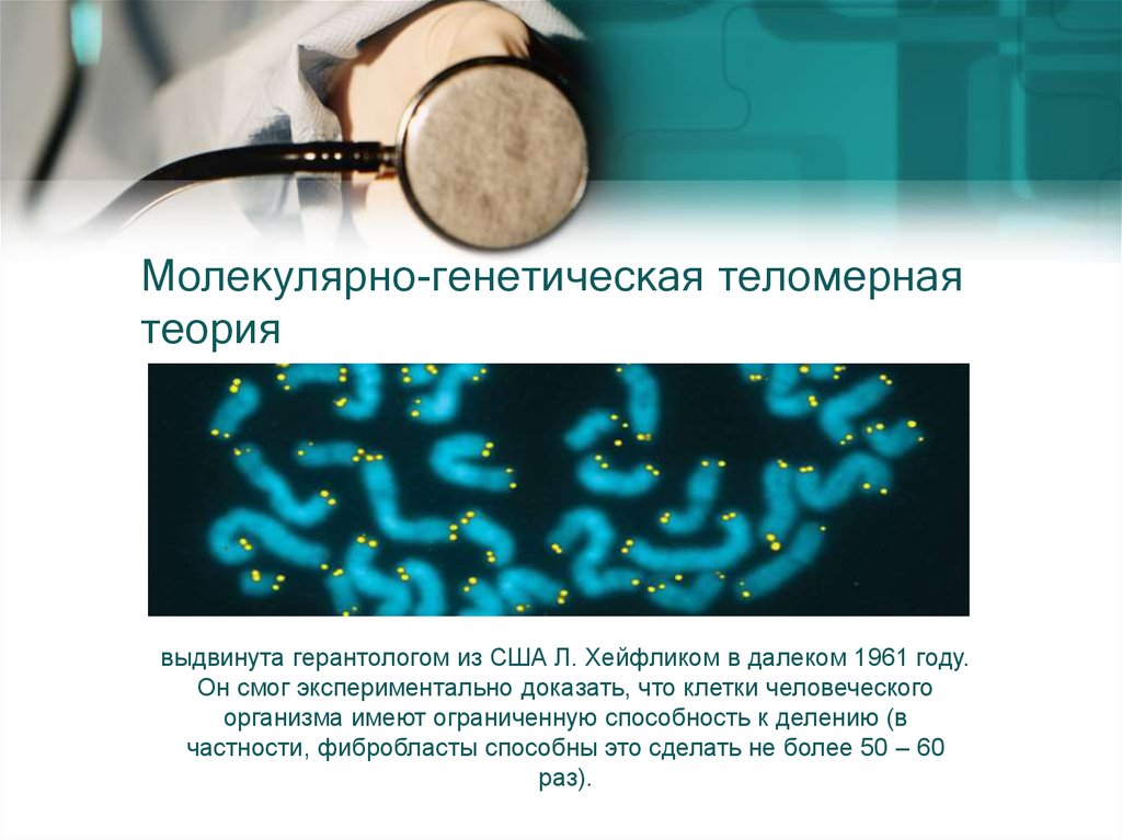 Генетическая теория. Молекулярно-генетическая Теломерная теория. Молекулярно-генетическая теория старения клетки. Генетическая теория старения. Теории старения Теломерная теория.